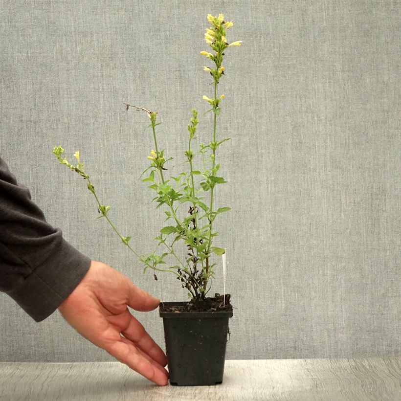 Spécimen de Agastache Kudos Gold Godet de 8/9 cm tel que livré en été