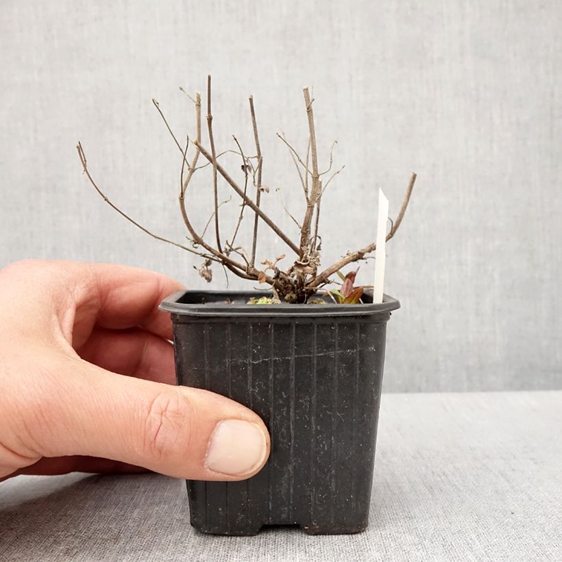 Example of Agastache Kudos Mandarin Godet de 8/9 cm as you get in printemps