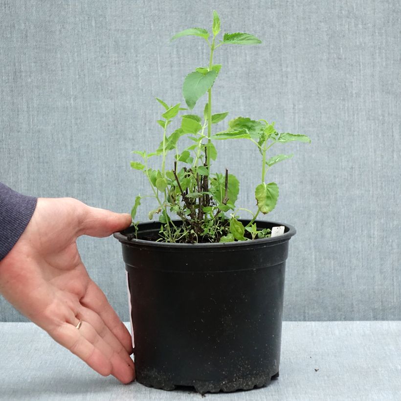 Spécimen de Agastache mexicana Red Fortune Pot de 2L/3L tel que livré au printemps