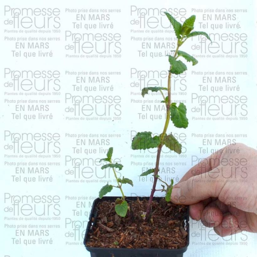 Exemple de spécimen de Agastache Summer Love Godet de 8/9 cm tel que livré