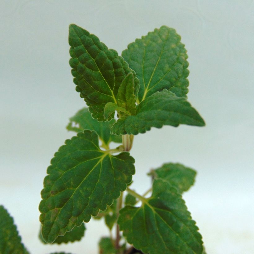 Agastache Summer Love (Feuillage)