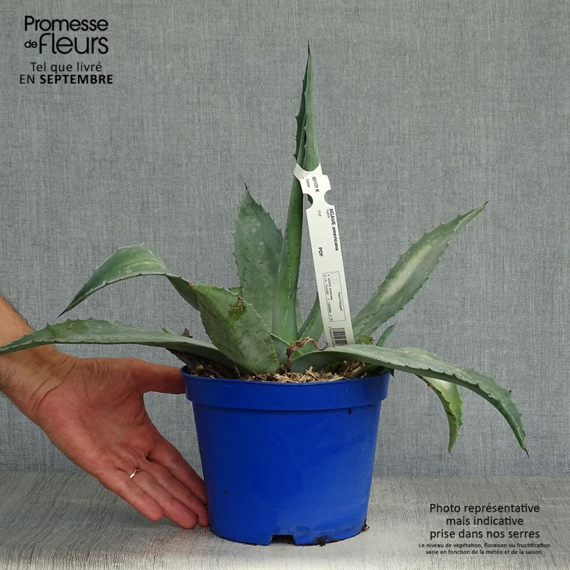 Spécimen de Agave americana - Agave d'Amérique Pot de 3L/4L tel que livré en automne