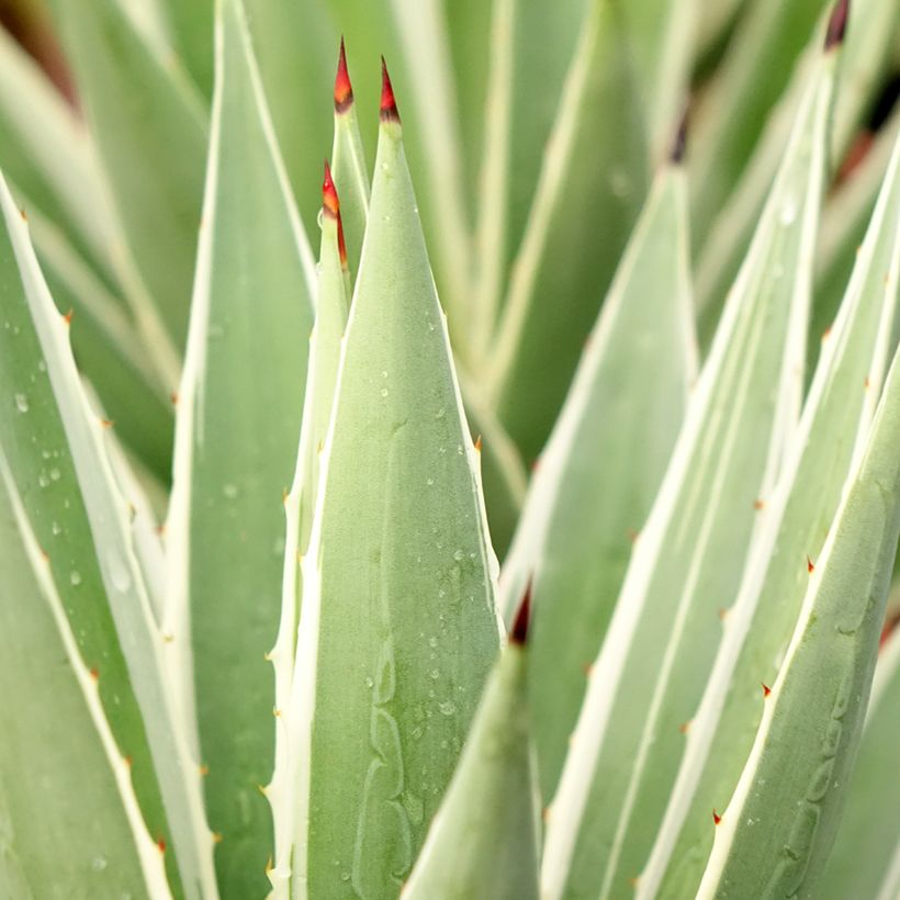 Agave angustifolia Marginata (Feuillage)