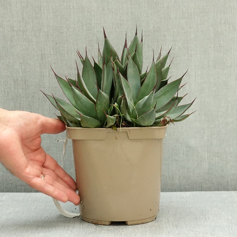 Spécimen de Agave attenuata Blue Ember Pot de 3L/4L tel que livré en été