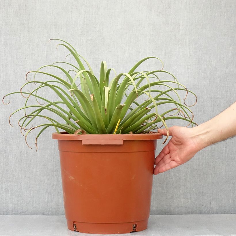 Spécimen de Agave bracteosa Pot de 12L/15L, 40/60 diamètre tel que livré au printemps