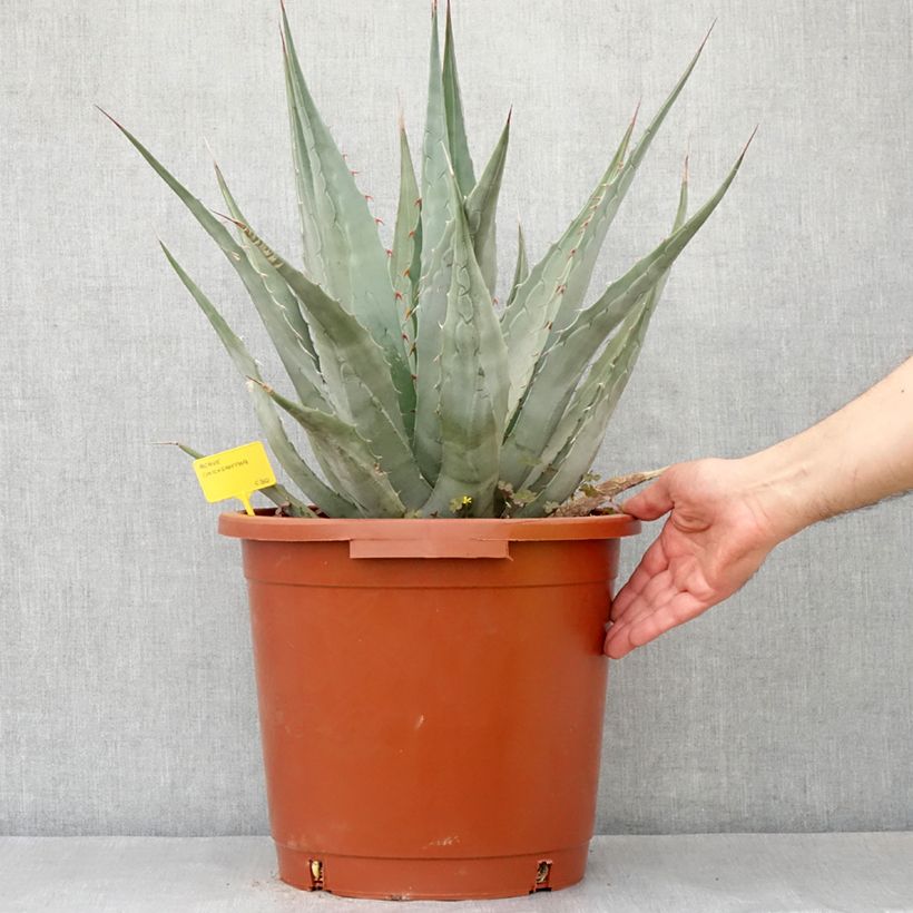 Spécimen de Agave chrysantha - Agave doré Pot de 12L/15L, 40/50 diamètre tel que livré au printemps