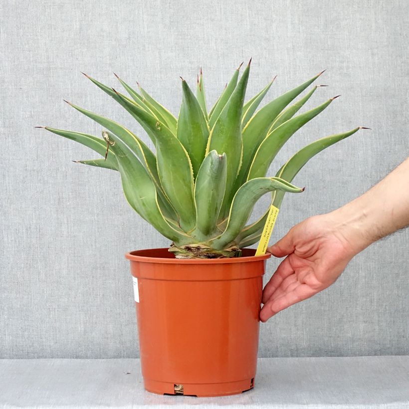 Spécimen de Agave desmetiana Variegata - Agave lisse Pot de 6L/7L tel que livré au printemps