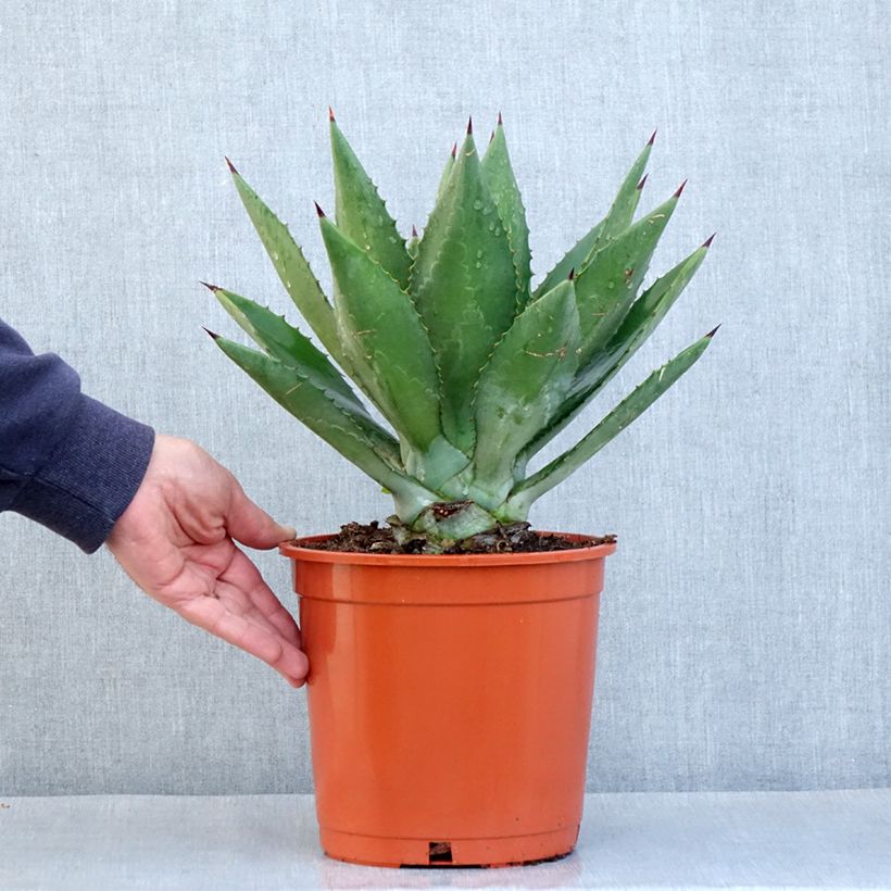 Spécimen de Agave fourcroydes - Henequen Pot de 4L/5L, 25/30 diamètre tel que livré au printemps