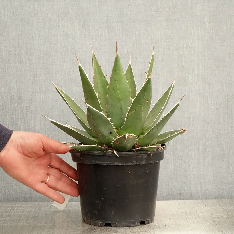 Spécimen de Agave kerchovei Pot de 3L/4L tel que livré au printemps