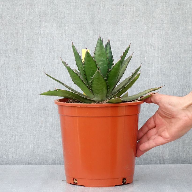 Spécimen de Agave lophantha - Agave à crête épineuse Pot de 4L/5L, 20/25 diamètre tel que livré au printemps