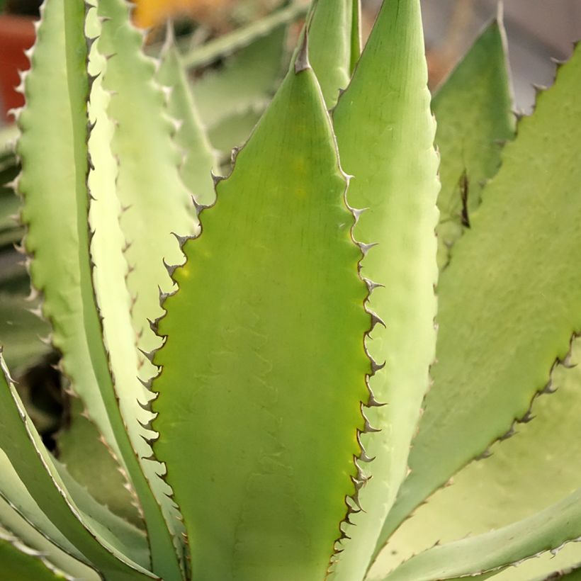 Agave lophantha Ensifera (Feuillage)
