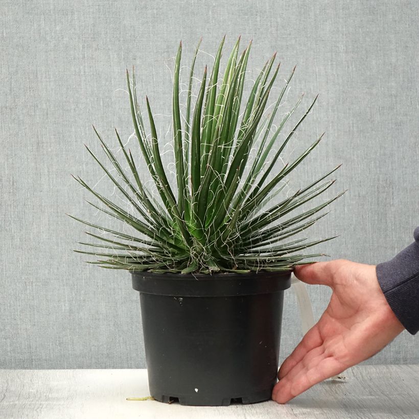 Spécimen de Agave multifilifera - Agave des montagnes Pot de 3L/4L tel que livré en été