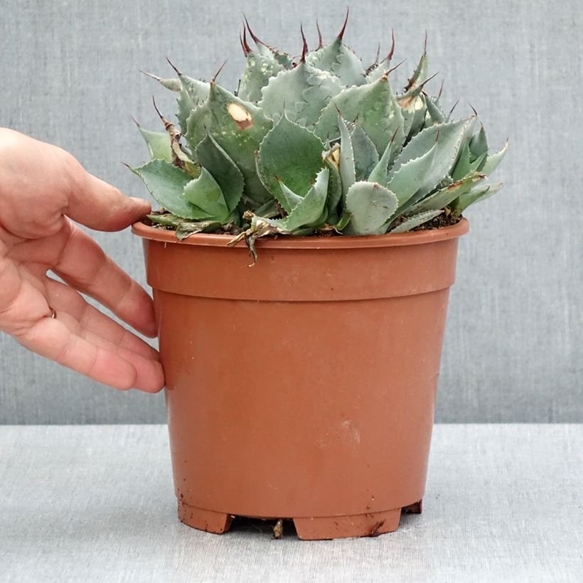 Spécimen de Agave parrasana - Agave chou Pot de 3L/4L tel que livré au printemps