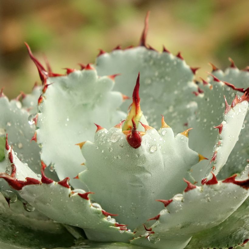 Agave potatorum Kichiokan (Feuillage)