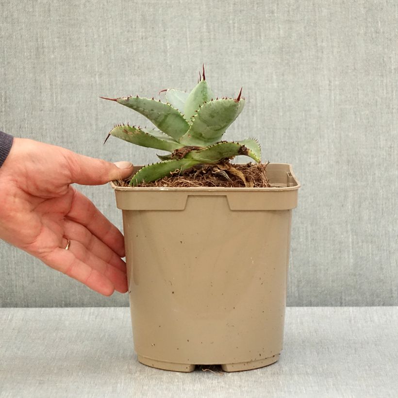 Spécimen de Agave pygmae Dragon Toes Pot de 3L/4L tel que livré au printemps