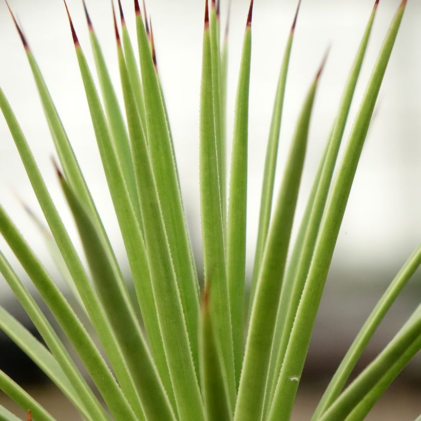 Agave stricta Nana (Feuillage)