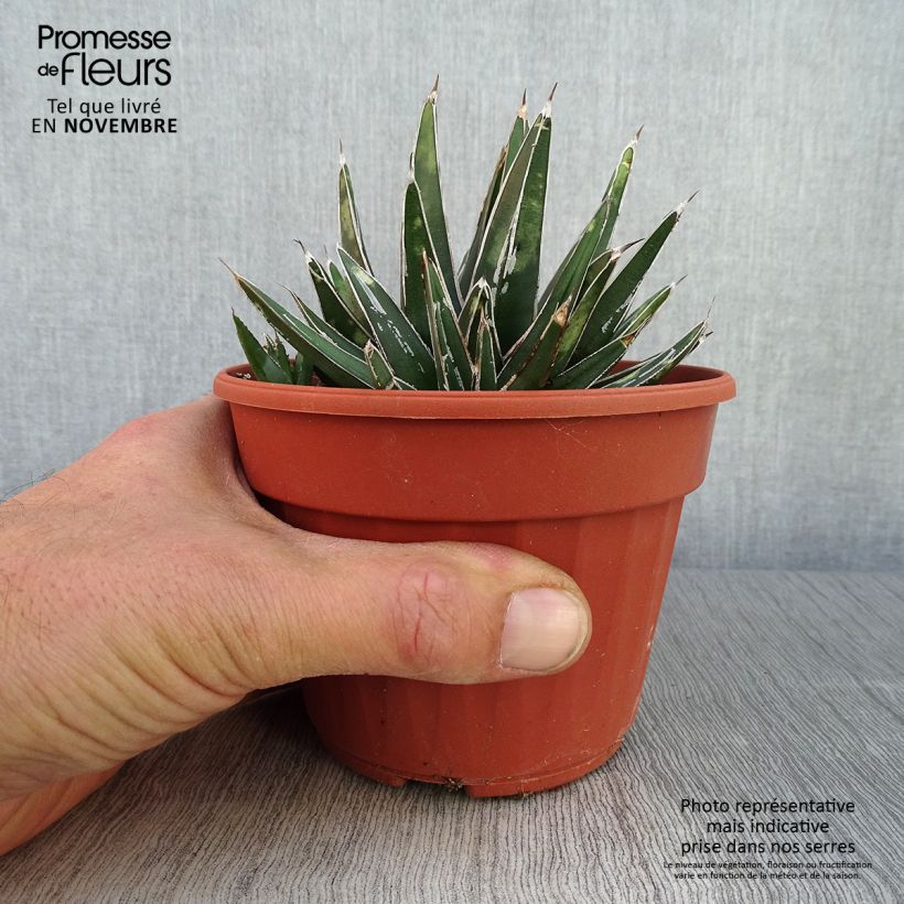 Spécimen de Agave victoriae reginae - Agave de la Reine Victoria Pot de 12 cm / 13 cm tel que livré en automne