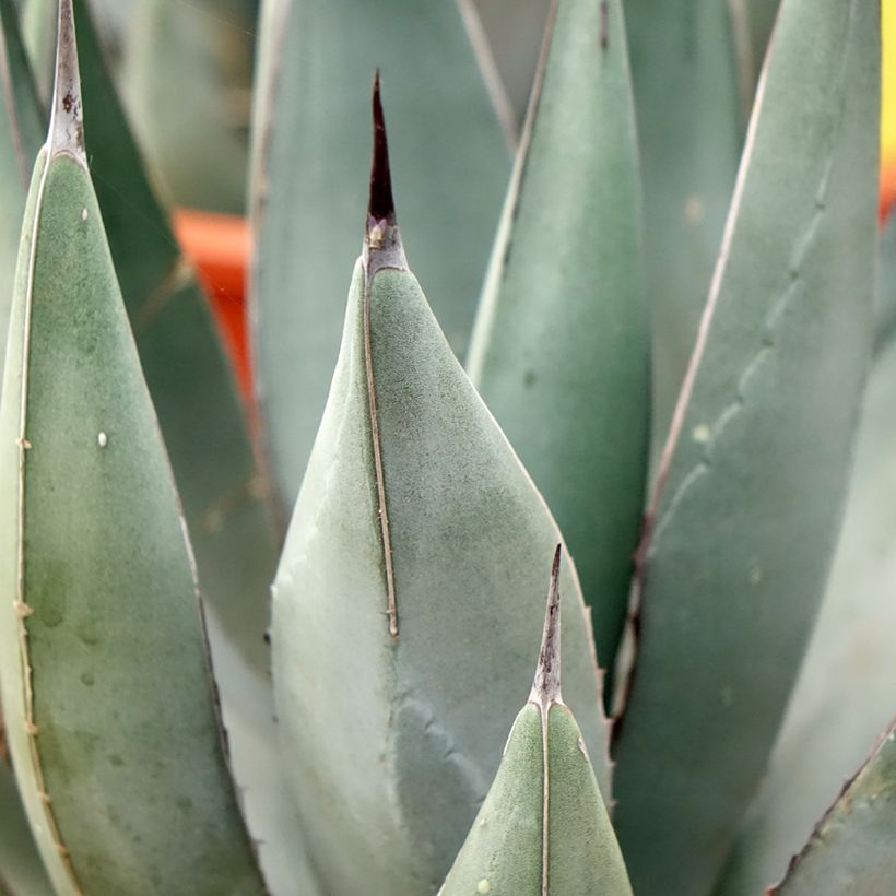 Agave x nigra (Feuillage)