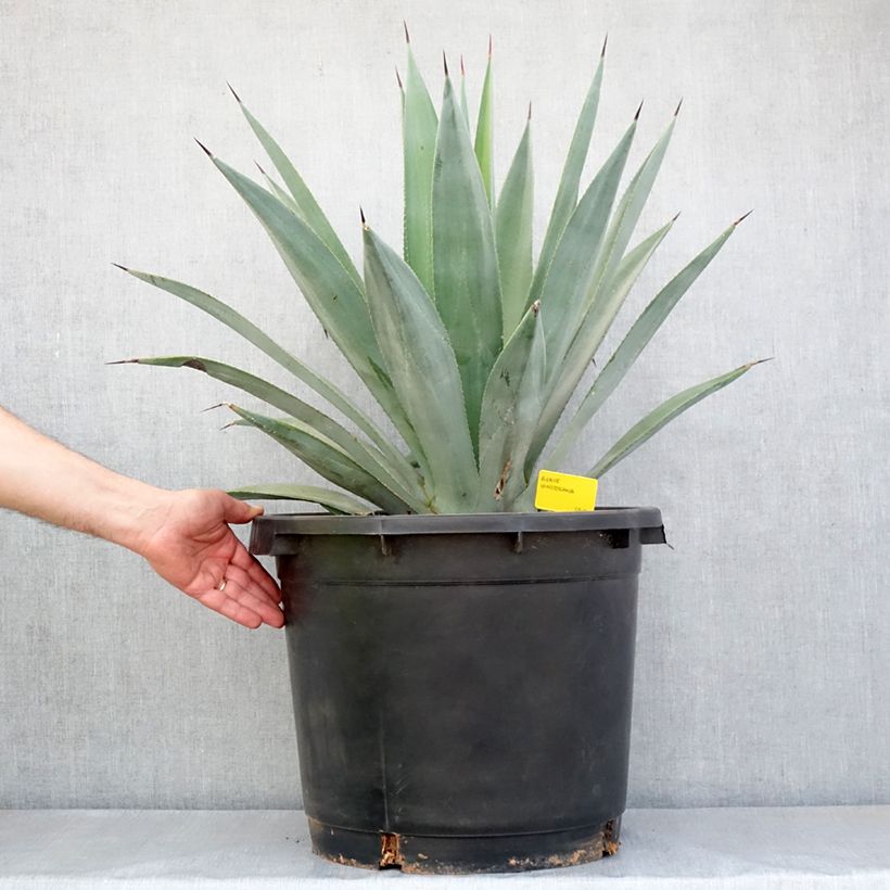 Spécimen de Agave x winteriana Pot de 30L/35L, 70/80 diamètre tel que livré au printemps