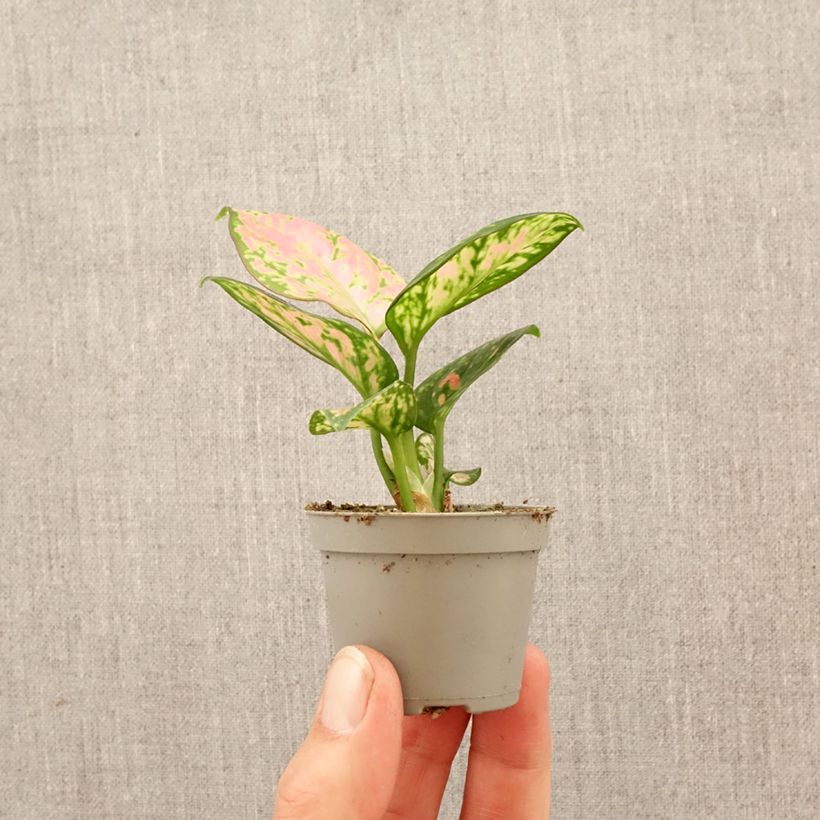 Spécimen de Aglaonema Beauty Mini-plante tel que livré au printemps