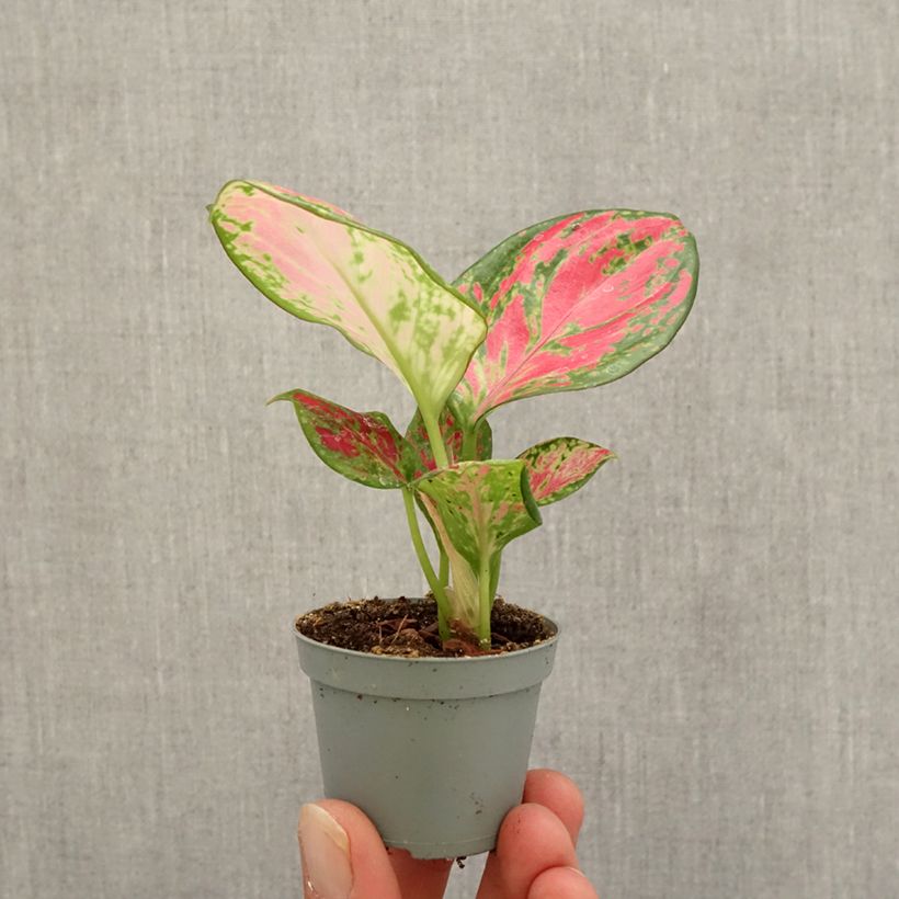 Spécimen de Aglaonema Red Dragon Mini-plante tel que livré en automne