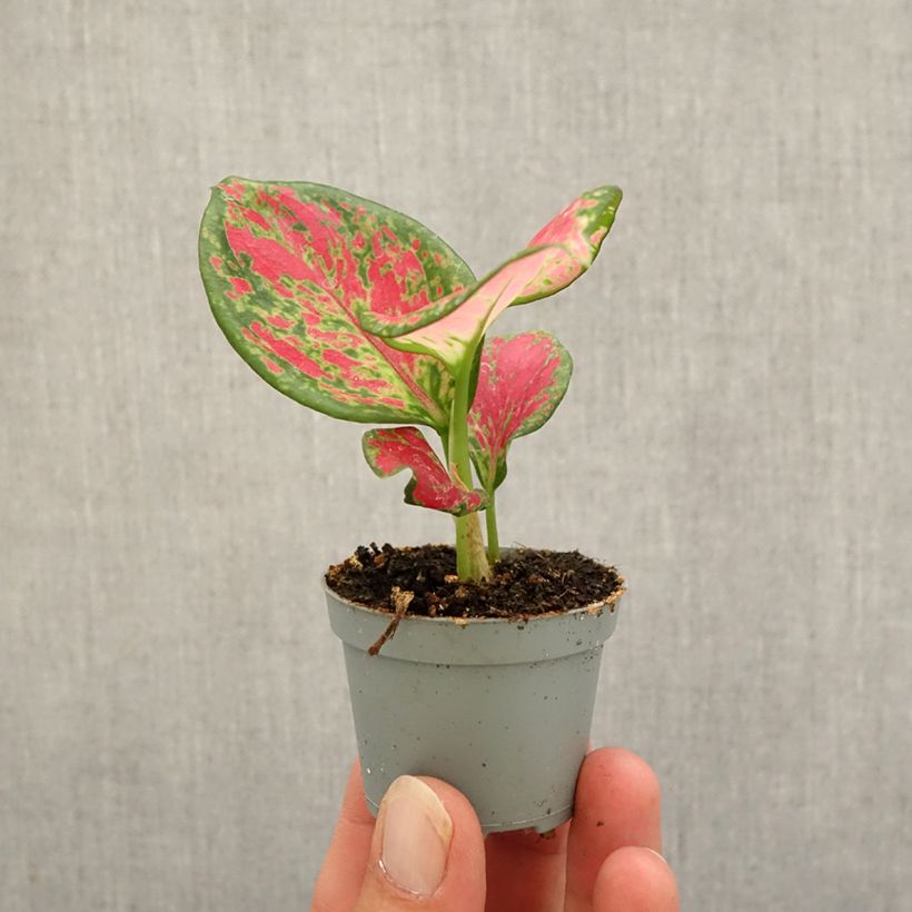 Spécimen de Aglaonema Red Valentine Mini-plante tel que livré en automne