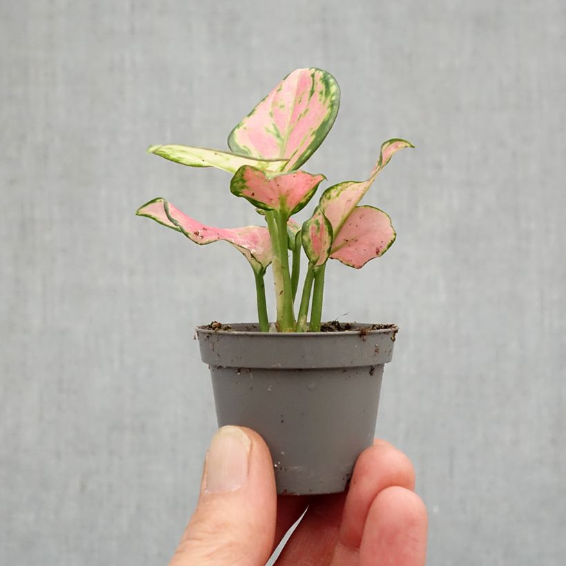 Spécimen de Aglaonema Rich Red Mini-plante tel que livré au printemps