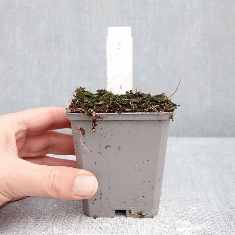 Example of Ail d'ornement - Allium aflatunense Purple Sensation Godet de 8/9 cm calibre 14+ as you get in hiver