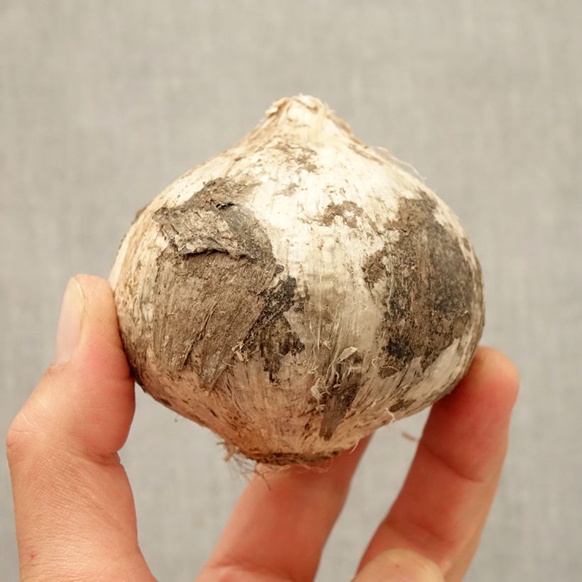 Example of Ail d'ornement - Allium Ambassador Bulbe calibre 24+ as you get in automne