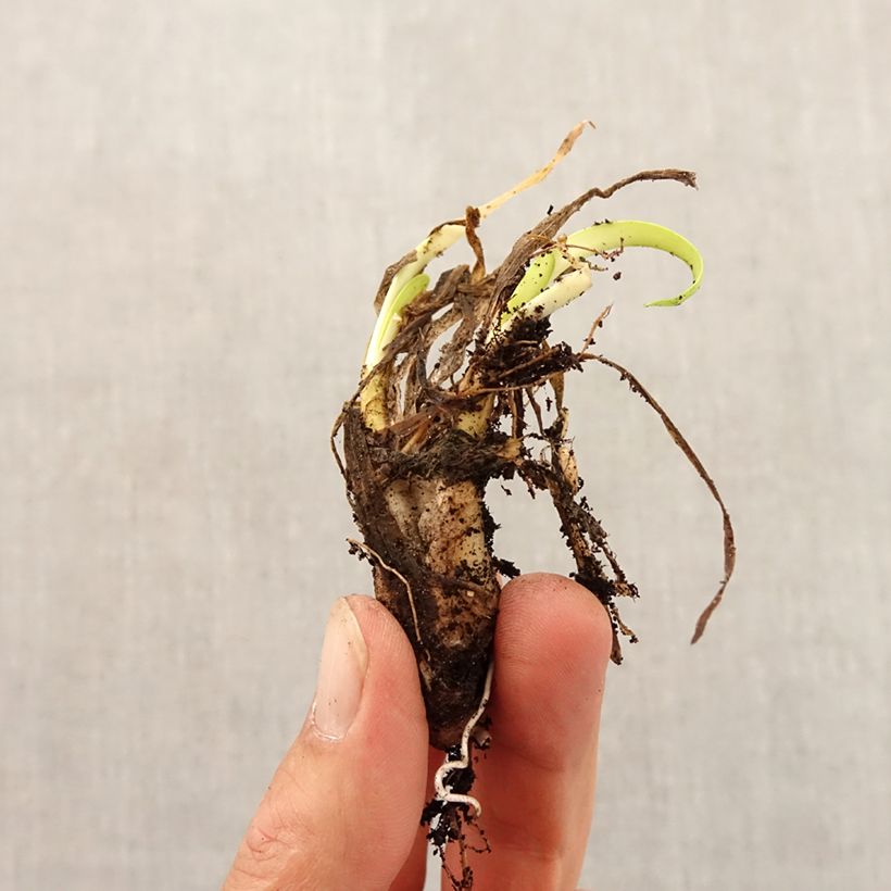 Spécimen de Ail d'ornement - Allium angulosum ou acutangulum Bulbe calibre I tel que livré en automne