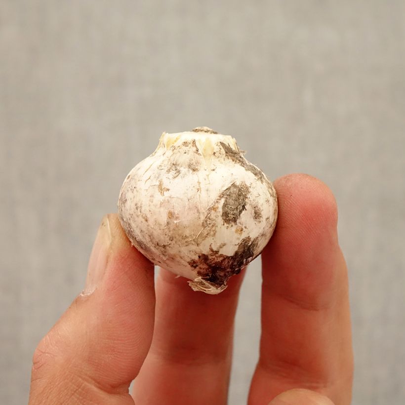 Example of Ail d'ornement - Allium atropurpureum Bulbe calibre 8+ as you get in automne