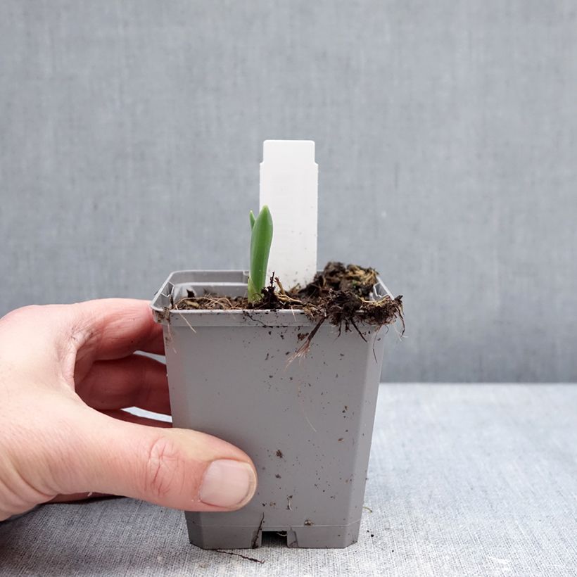 Example of Ail d'ornement - Allium atropurpureum Godet de 8/9 cm calibre 8+ as you get in hiver