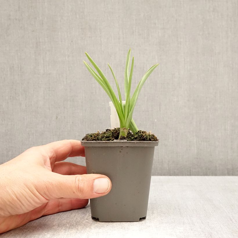 Spécimen de Ail d'ornement - Allium atropurpureum Godet de 8/9 cm calibre 8+ tel que livré au printemps