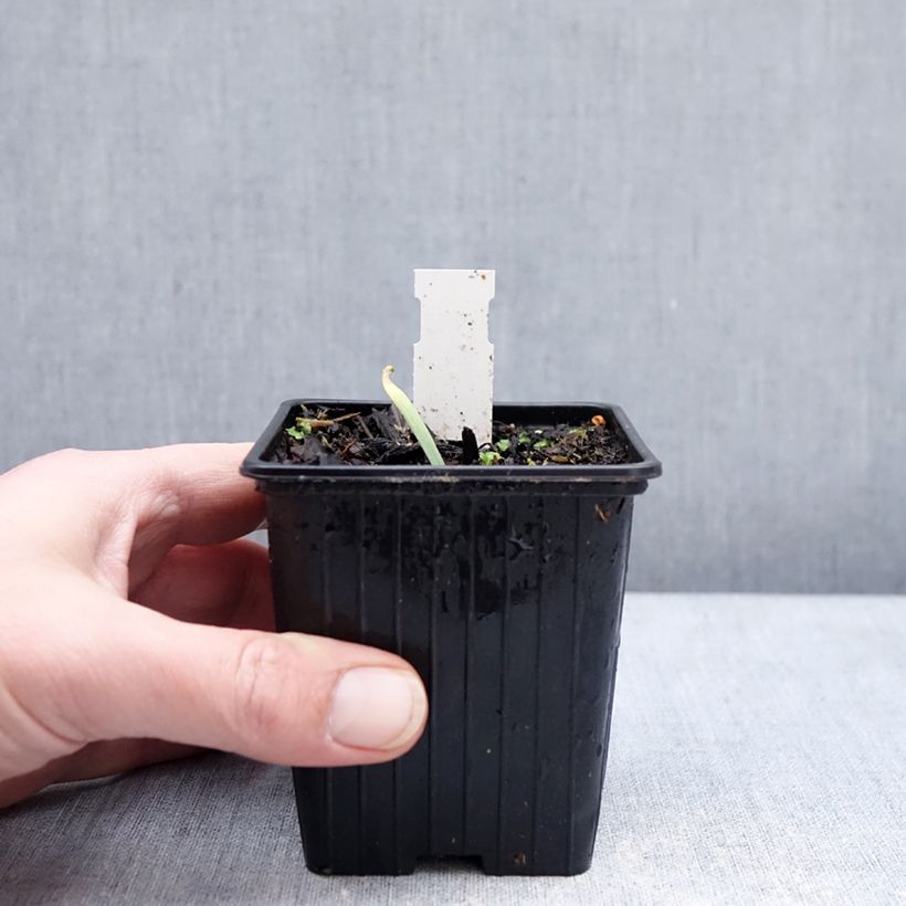 Example of Ail d'ornement - Allium Bubble Bath Godet de 8/9 cm as you get in hiver