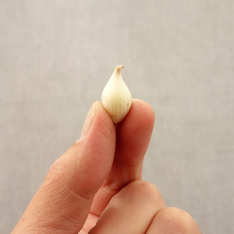 Example of Ail d'ornement - Allium caesium Bulbe calibre 5+ as you get in automne