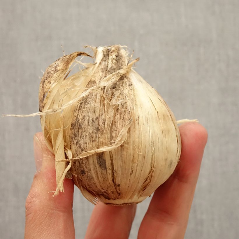Spécimen de Ail d'ornement - Allium giganteum Bulbe calibre 20+ tel que livré en automne