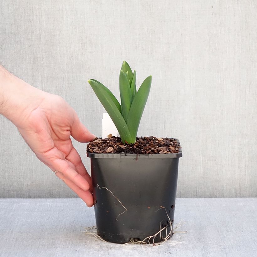 Example of Ail d'ornement - Allium Gladiator Pot de 2L/3L calibre 18 as you get in hiver