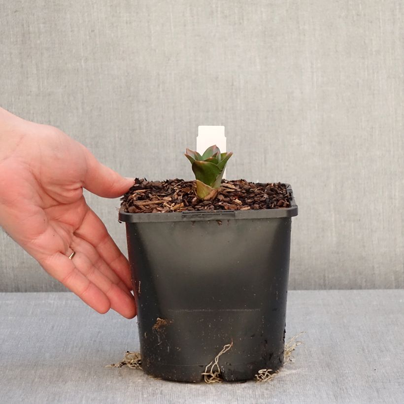 Spécimen de Ail d'ornement - Allium Globemaster Pot de 2L/3L tel que livré en hiver