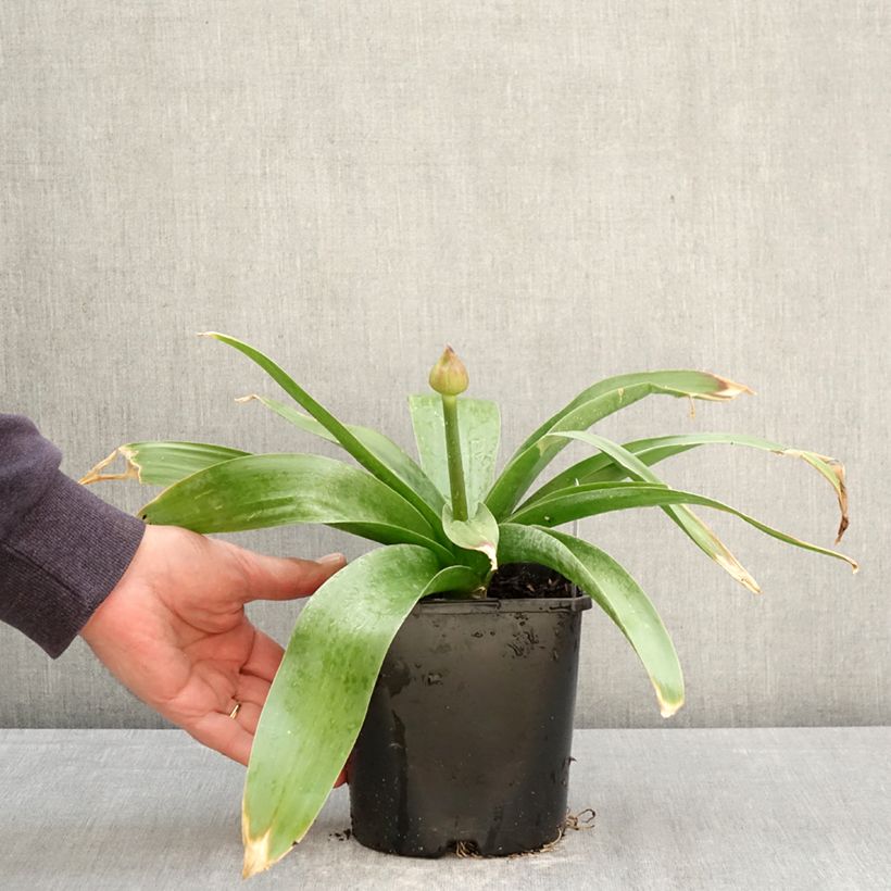 Spécimen de Ail d'ornement - Allium Globemaster Pot de 2L/3L tel que livré au printemps