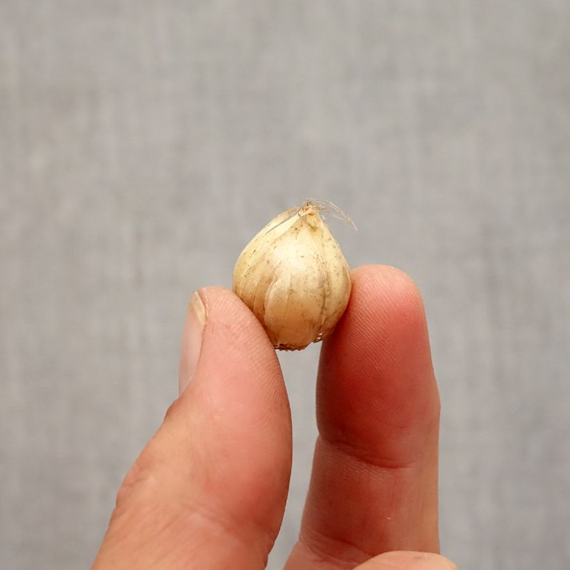 Spécimen de Ail d'ornement - Allium Hair Bulbe calibre 5+ tel que livré en automne