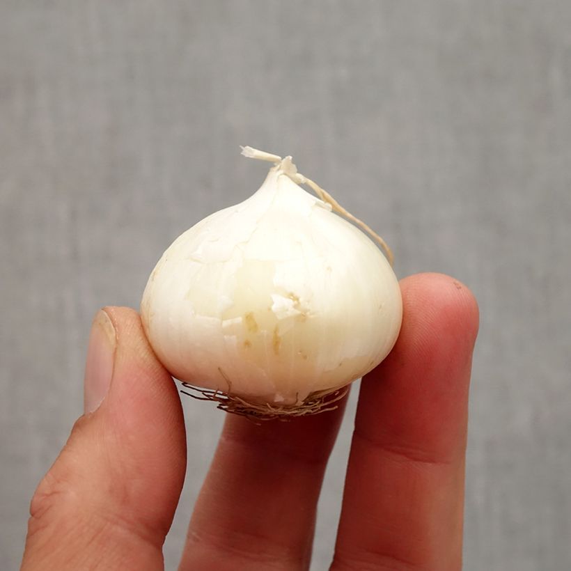 Spécimen de Allium karataviense - Ail d'ornement du Turkestan Bulbe calibre 10+ tel que livré en automne