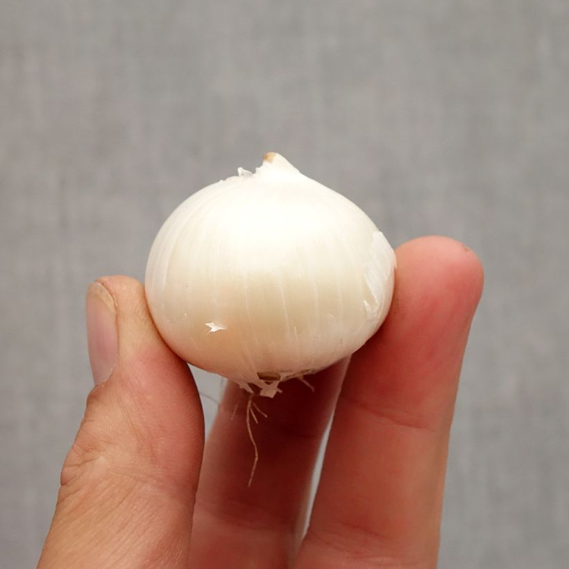 Example of Ail d'ornement - Allium karataviense Ivory Queen Bulbe calibre 12+ as you get in automne