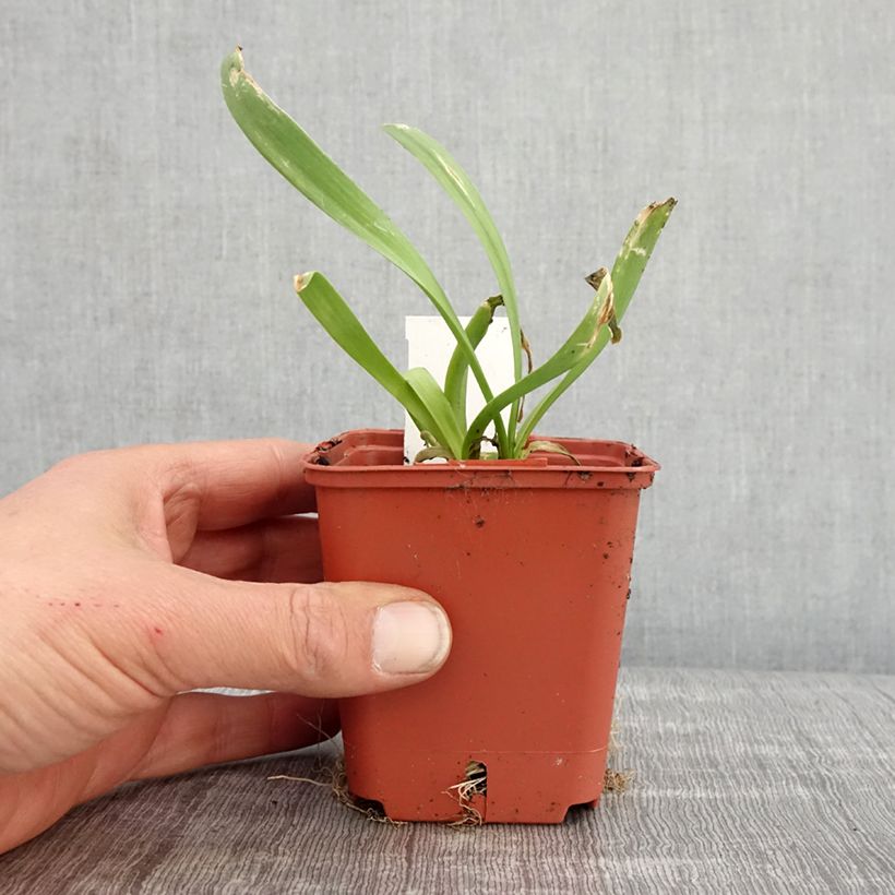 Spécimen de Ail d'ornement - Allium Lavender Bubbles Godet de 8/9 cm tel que livré au printemps