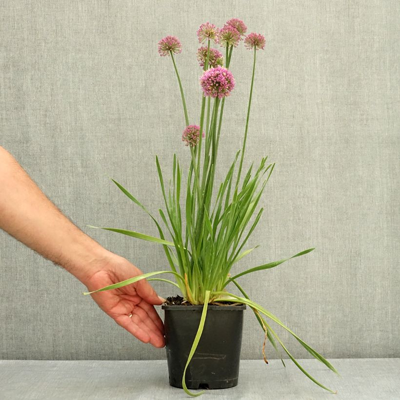 Spécimen de Ail d'ornement - Allium Lavender Bubbles Pot de 2L/3L tel que livré en été