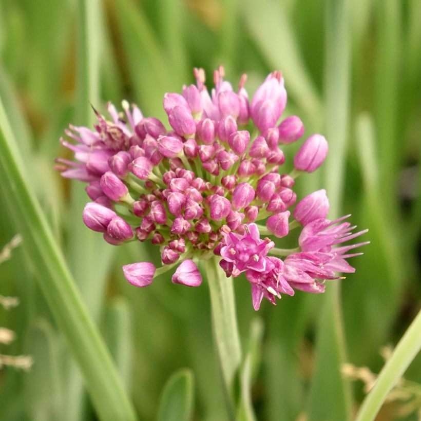 Ail d'ornement - Allium Little Sapphire (Flowering)