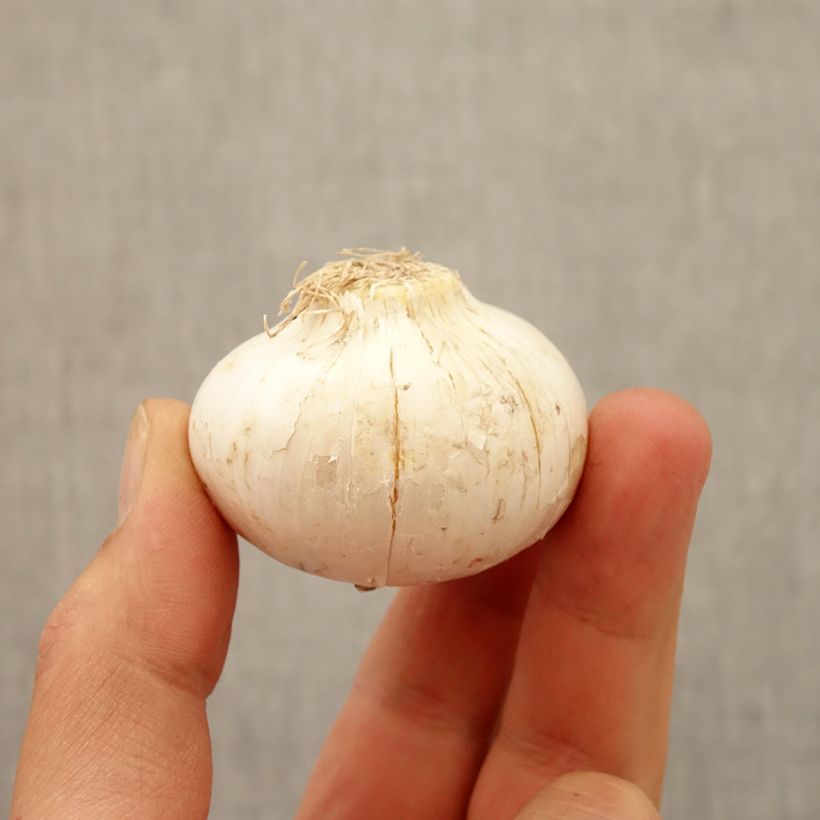 Spécimen de Ail d'ornement - Allium macleanii ou elatum Bulbe calibre 20+ tel que livré en automne