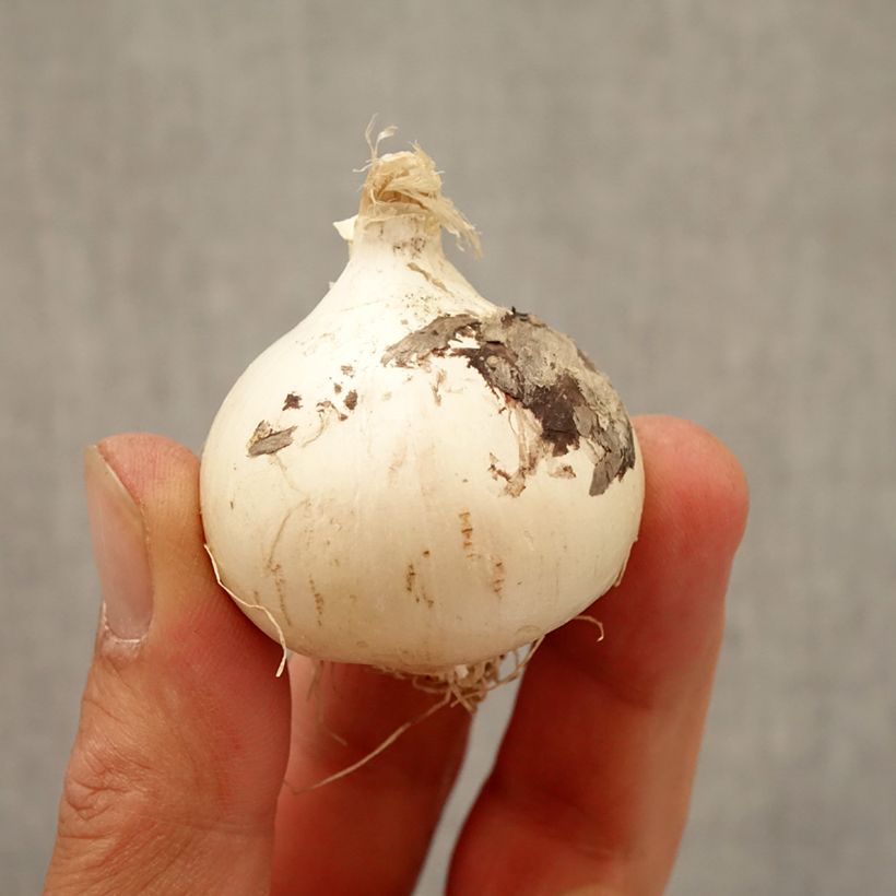 Example of Ail d'ornement - Allium Magic Bulbe calibre 10+ as you get in automne