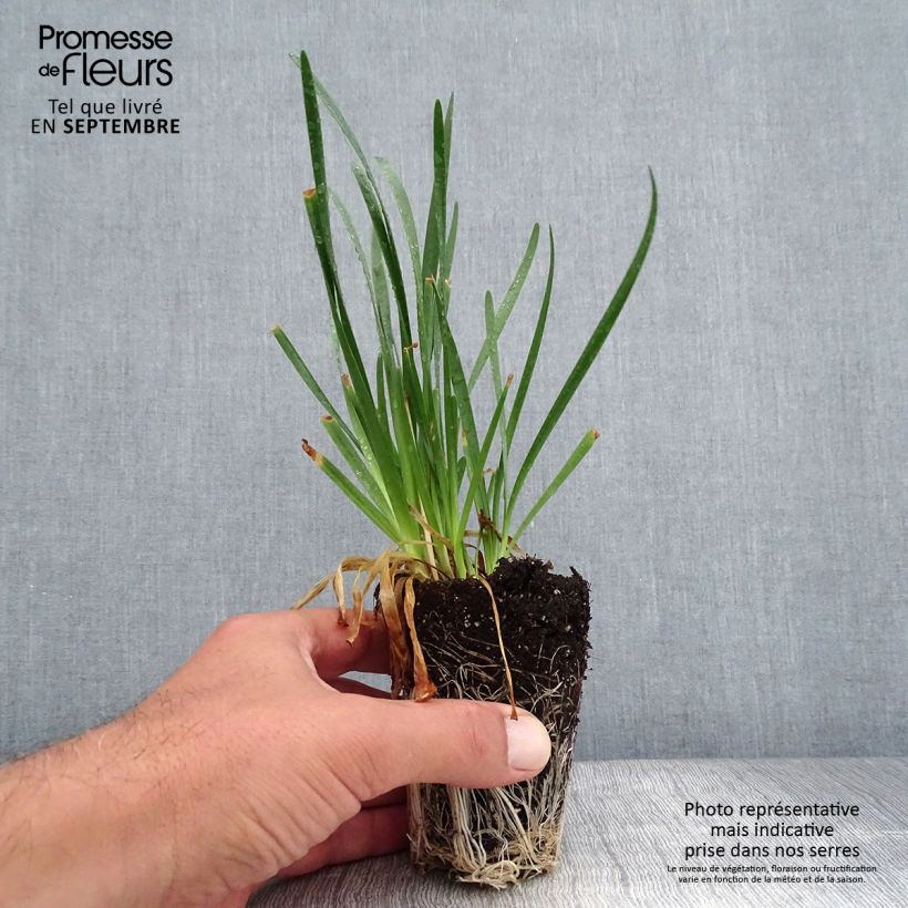 Example of Ail d'ornement - Allium Millenium Mini-motte Ø 3/4 cm as you get in automne