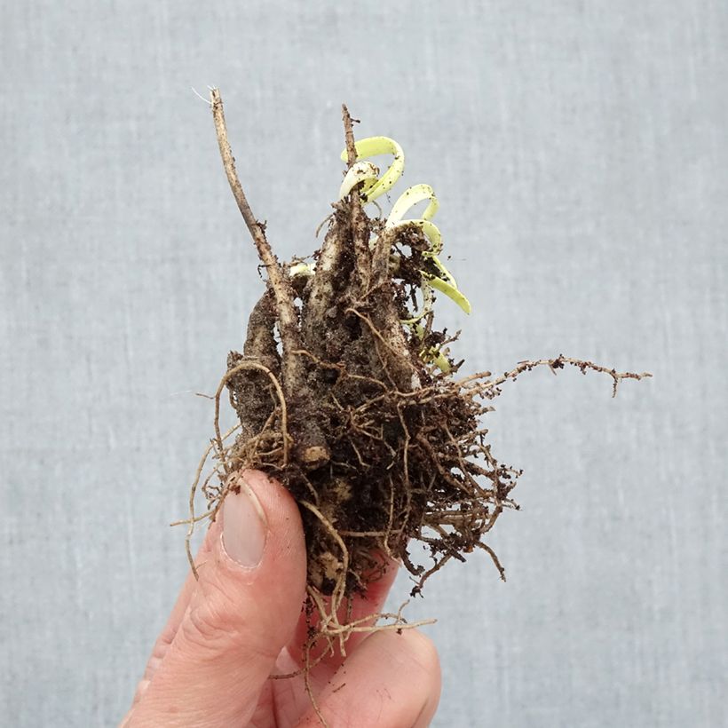 Example of Ail d'ornement - Allium Millenium Racines nues, Qualité Extra équivalant à un pot de 2L as you get in hiver