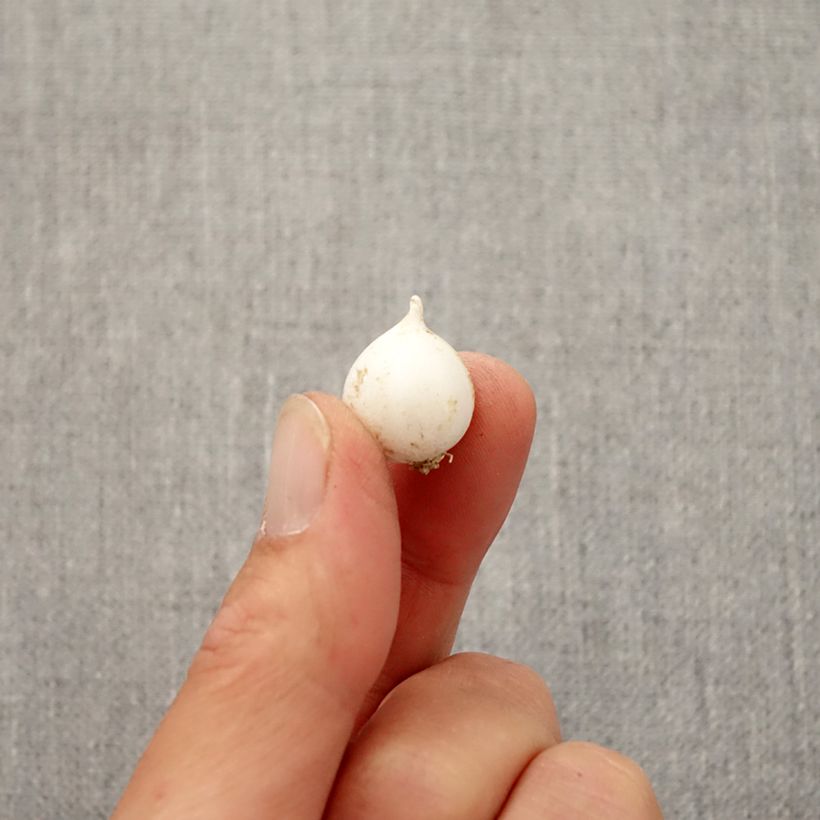 Example of Ail d'ornement - Allium moly Bulbe calibre 5+ as you get in automne